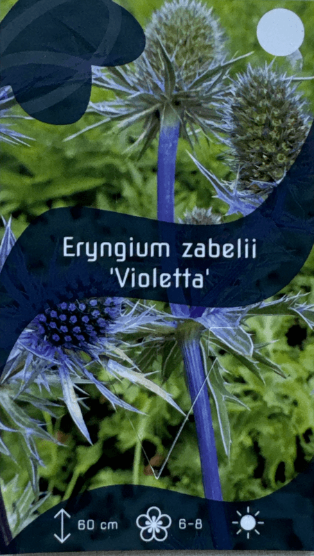 Stikle 'Violetta' - Eryngium x zabelii 