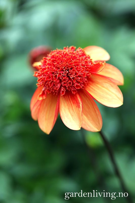 Georgine 'Josie - Dahlia x cultorum, 1 stk.