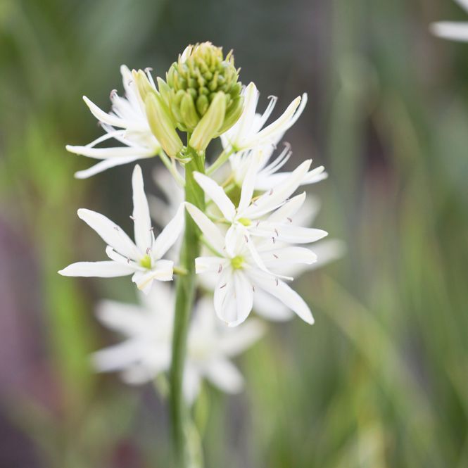 Hovedbilde Bjørnestjerne 'Sacajawea’ - Camassia leich - 1 stk