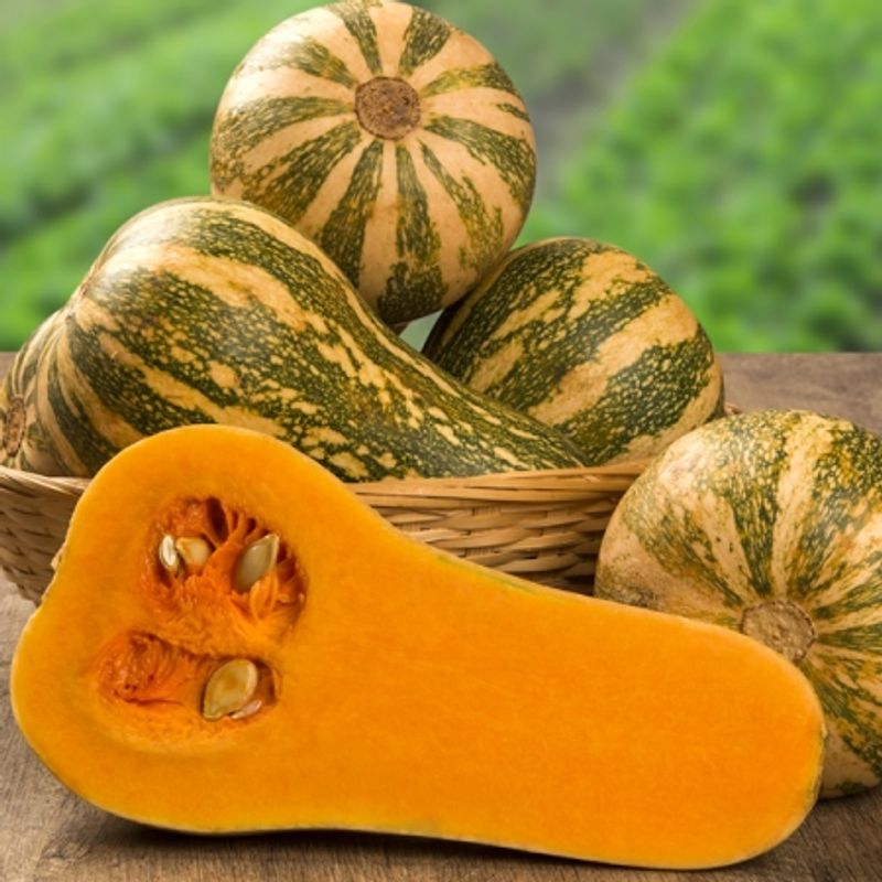 Flaskegresskar 'Barbara' F1 - Cucurbita