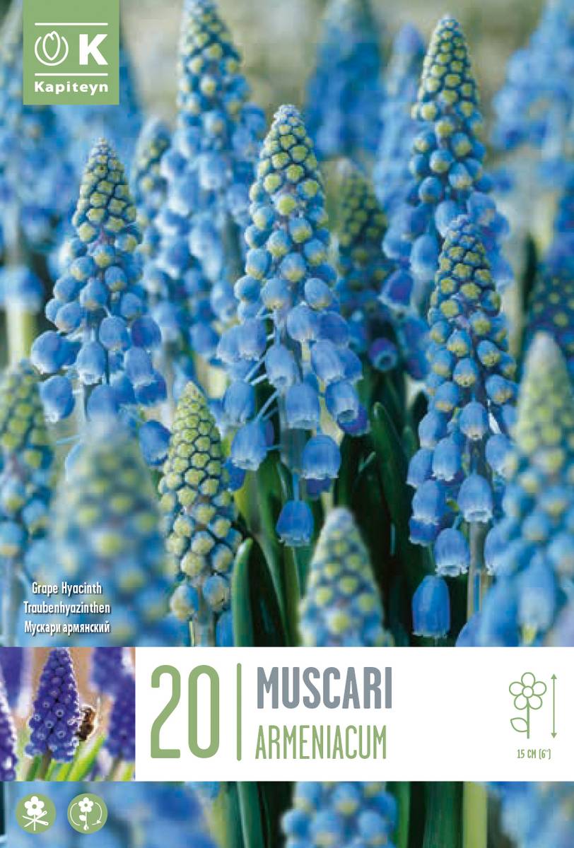Armeniaperleblomst - Muscari armeniacum - 20 stk