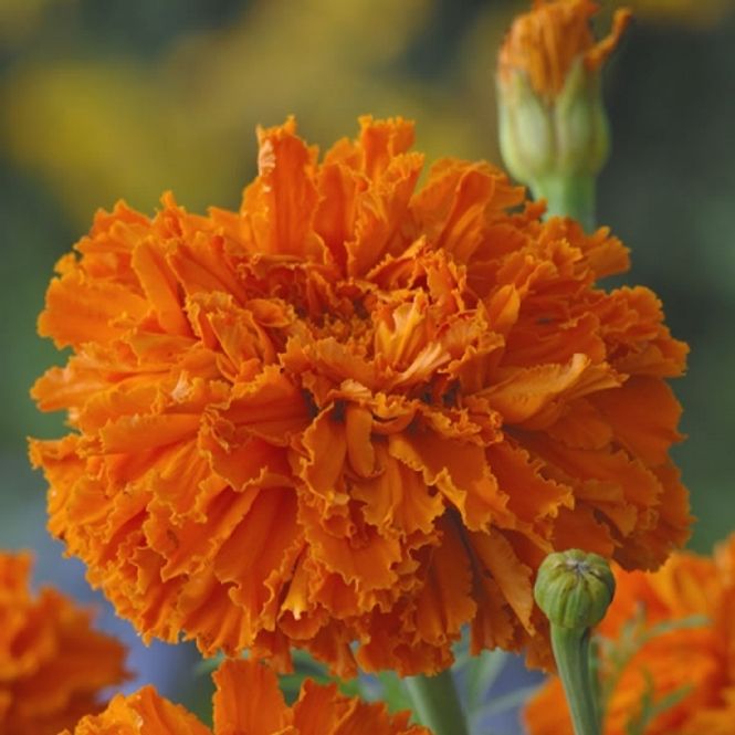 Hovedbilde Fløyelsblomst 'Kees  Orange' - Tagetes erecta