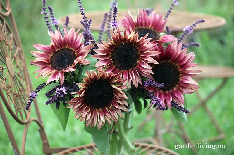 Solsikke 'Pro Cut Plum' - Helianthus annuus