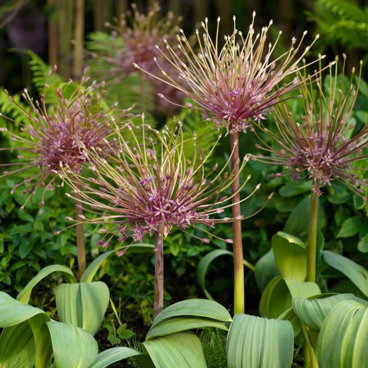 Markløperløk - Allium shubertii - 3 stk