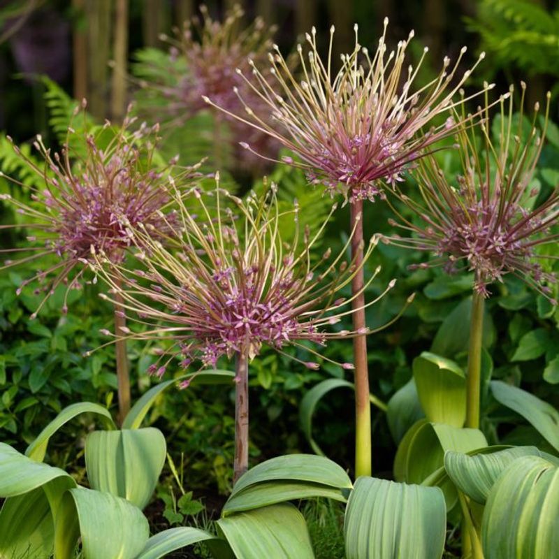 Markløperløk - Allium shubertii - 3 stk