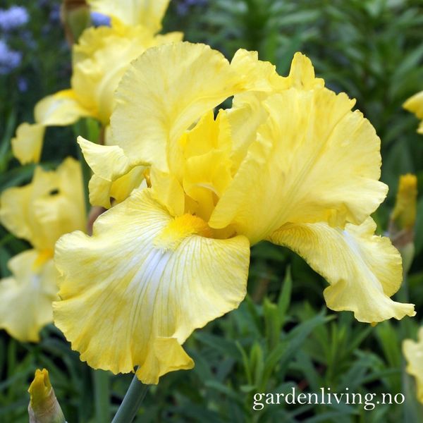 Hovedbilde Hageiris 'Harvest Of Memories' - Iris germanica