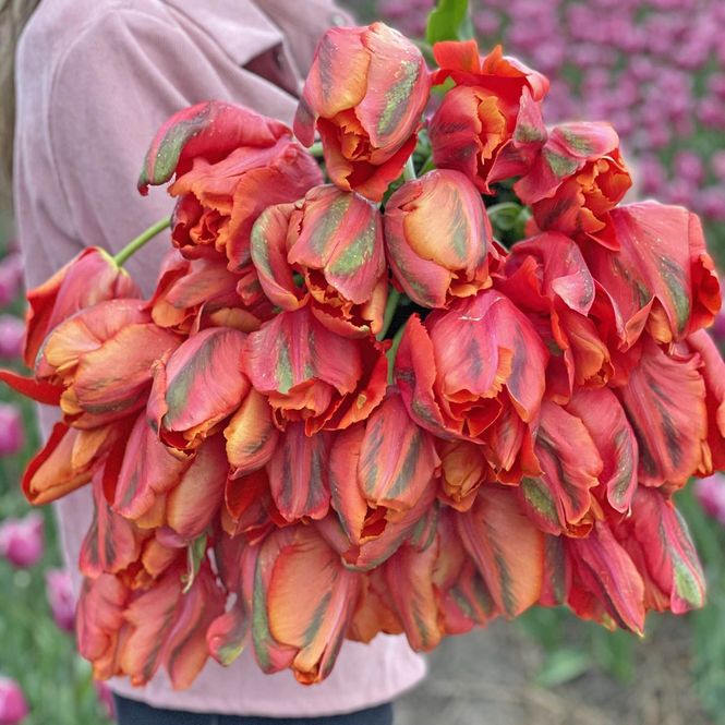 Hovedbilde Tulipan 'Avignon Parrot', papegøyeblomstrende - 10 stk