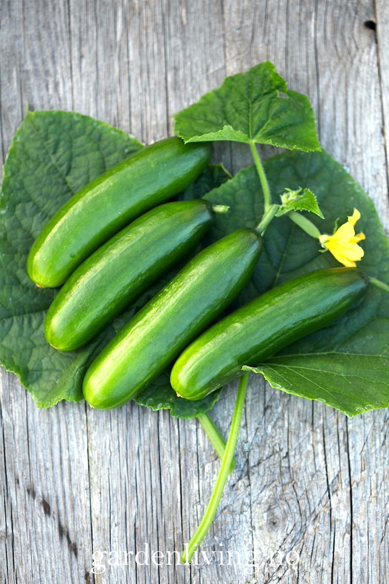 Slangeagurk 'Mini Munch' F1 mini - Cucumis sativus