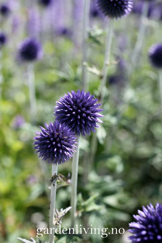 Kuletistel - Echinops ritro