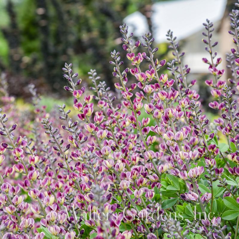Fargeskolm 'Grape Escape' ® - Baptisia