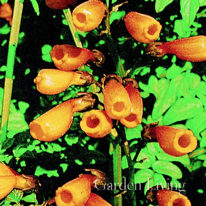 Hovedbilde Fakkelranke - Eccremocarpus scaber