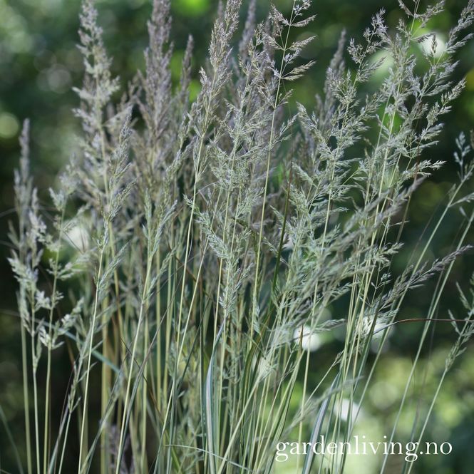 Hovedbilde Hagerørkvein 'England' - Calamagrostis x aucutiflora