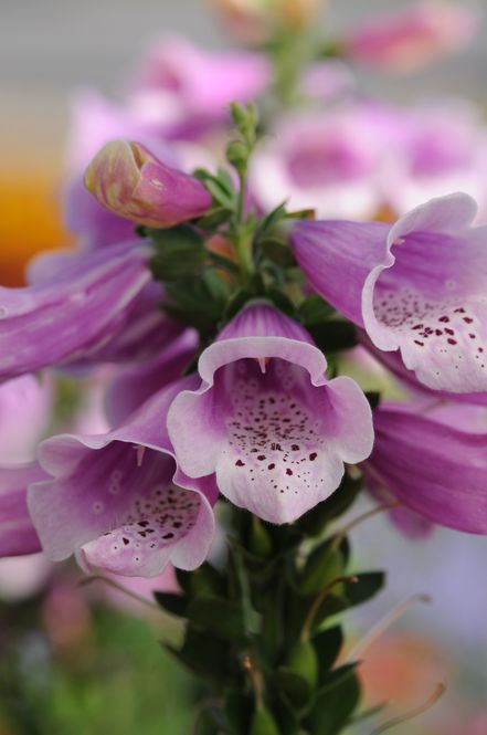 Hovedbilde Revebjelle 'Dalmation Rose' - Digitalis purpurea