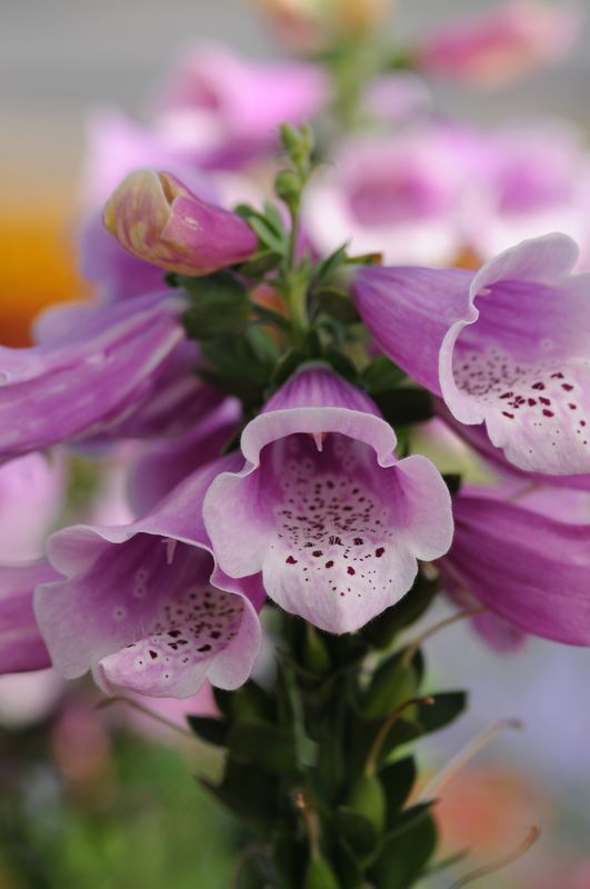 Revebjelle 'Dalmation Rose' - Digitalis purpurea