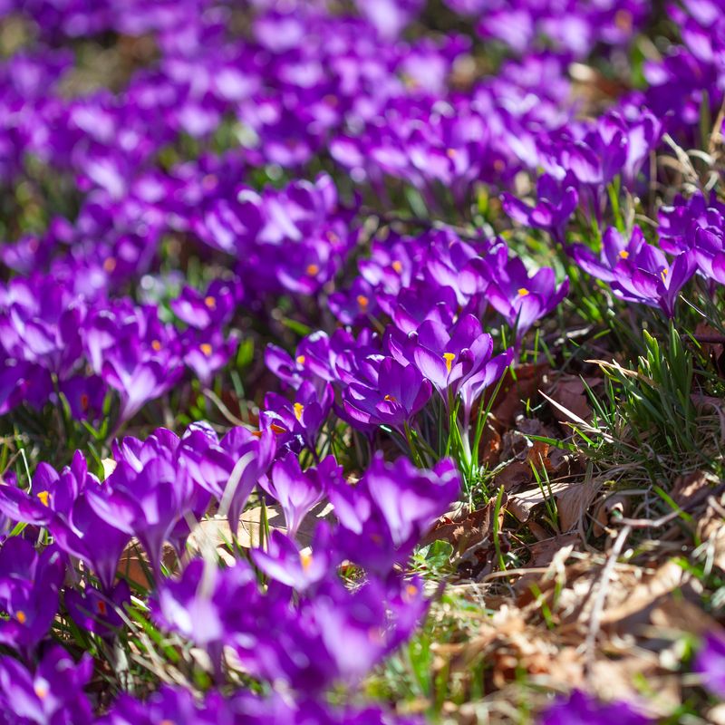 Snøkrokus 'Ruby Giant' - Crocus tommasinianus - 15 stk