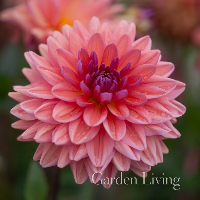 Hovedbilde Georgine 'Dutch Pearl' - Dahlia x cultorum, 1 stk.