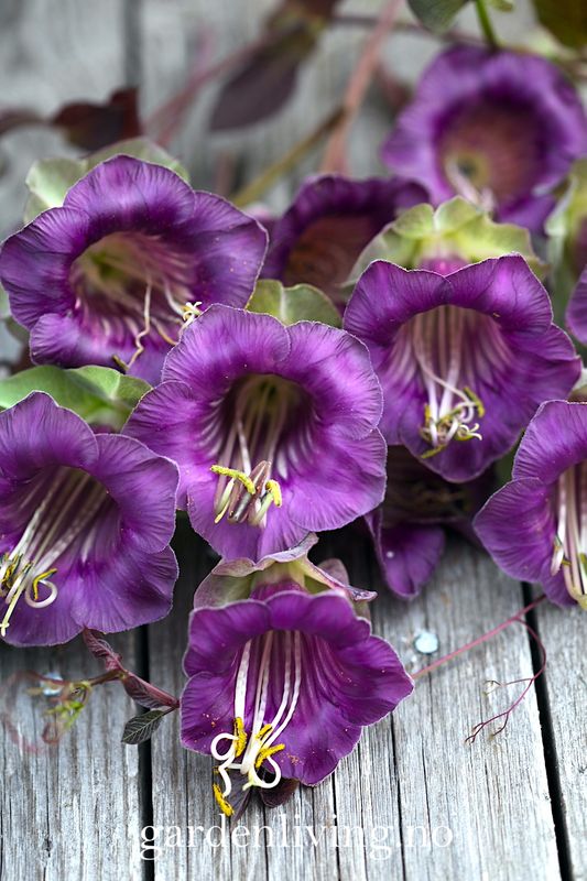 Klokkeranke - Cobaea scandens