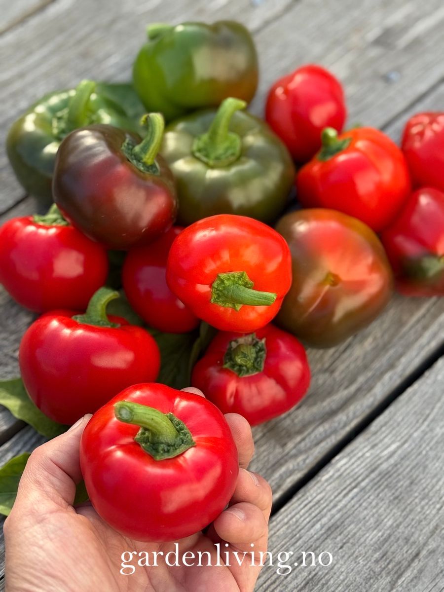 Paprika 'Topepo Rosso' - Capsicum annuum