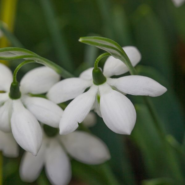Hovedbilde Snøklokke 'Godfrey Owen' - Galanthus - 1 stk