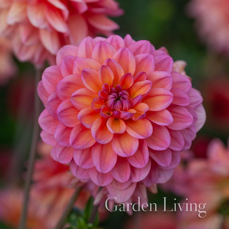 Georgine 'Great Silence' - Dahlia x cultorum, 1 stk.
