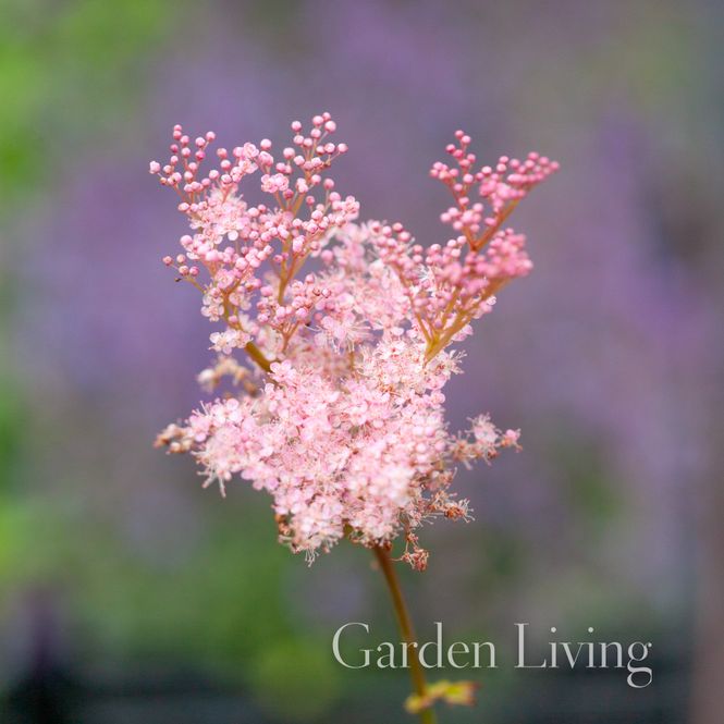 Hovedbilde Purpurmjødurt - Filipendula purpurea - Plantearven