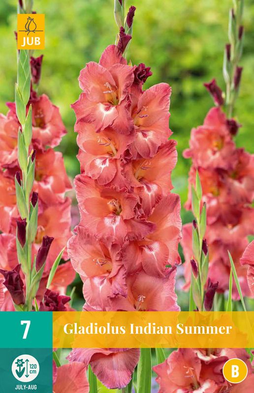 Gladiol 'Indian Summer' - Gladiolus, 7 stk.