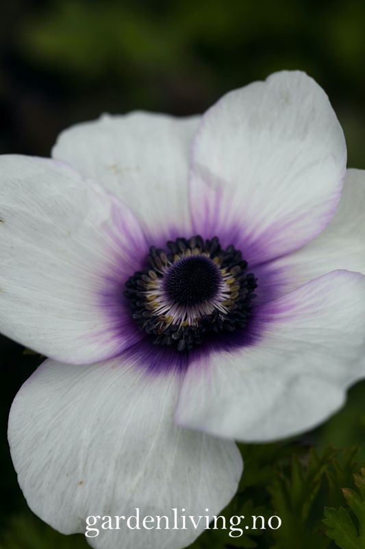 Kronsymre 'Mistral Plus Bicolour Viola' - Anemone coronaria, 10 