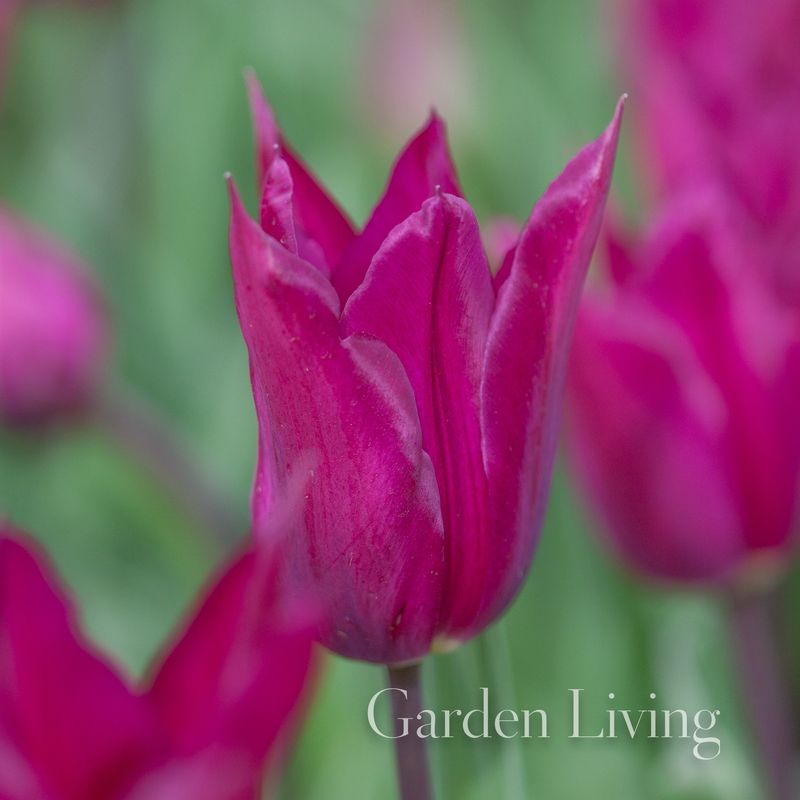 Tulipan 'Purple Heart', Liljeblomstrende - 6 stk