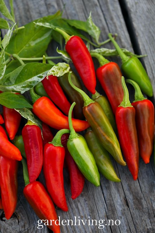 Chilipepper 'Fish Pepper' - Capsicum annuum 