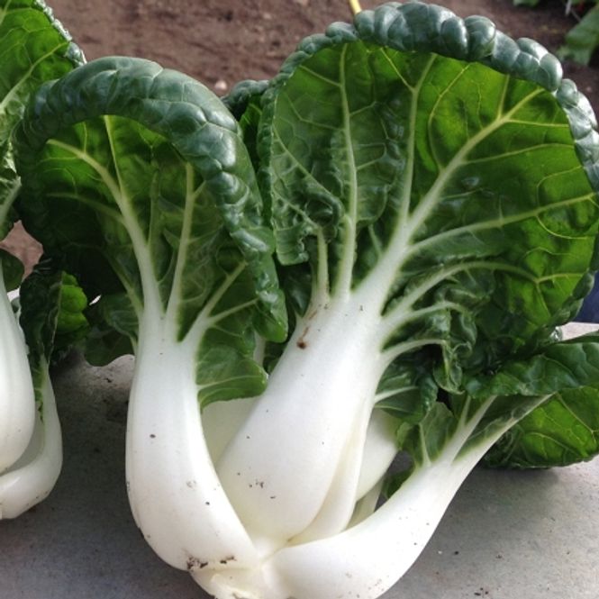 Hovedbilde Pak Choi 'Shiro' - Brassica rapa var. chinensis 