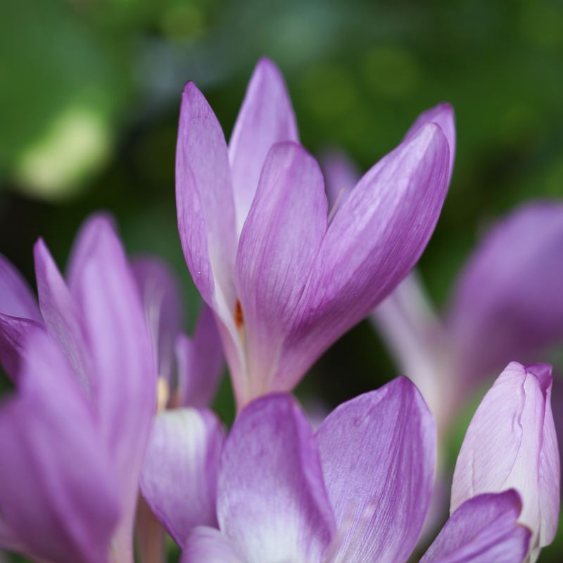 Prakttidløs 'The Giant' - Colchicum - 1 stk