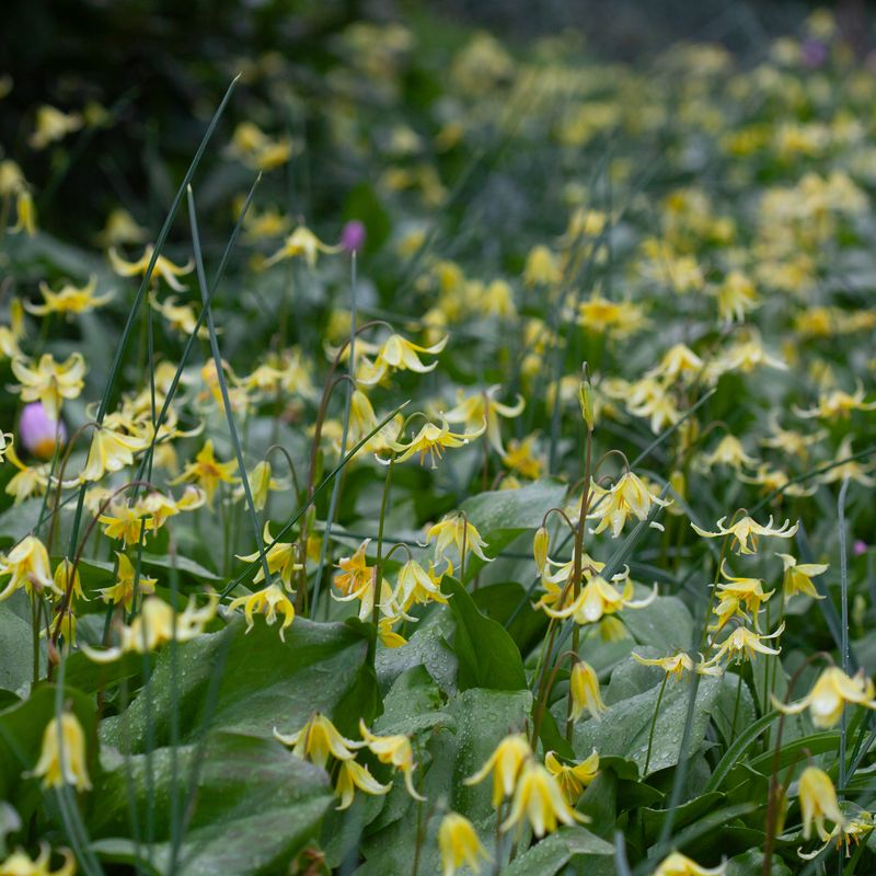Hundetann ’Pagoda’ - Erythronium - 3 stk
