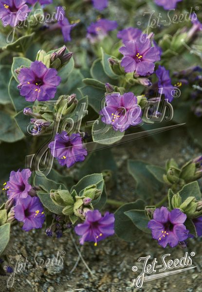 Hovedbilde Mirabilis multiflora