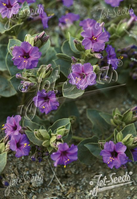 Hovedbilde Mirabilis multiflora
