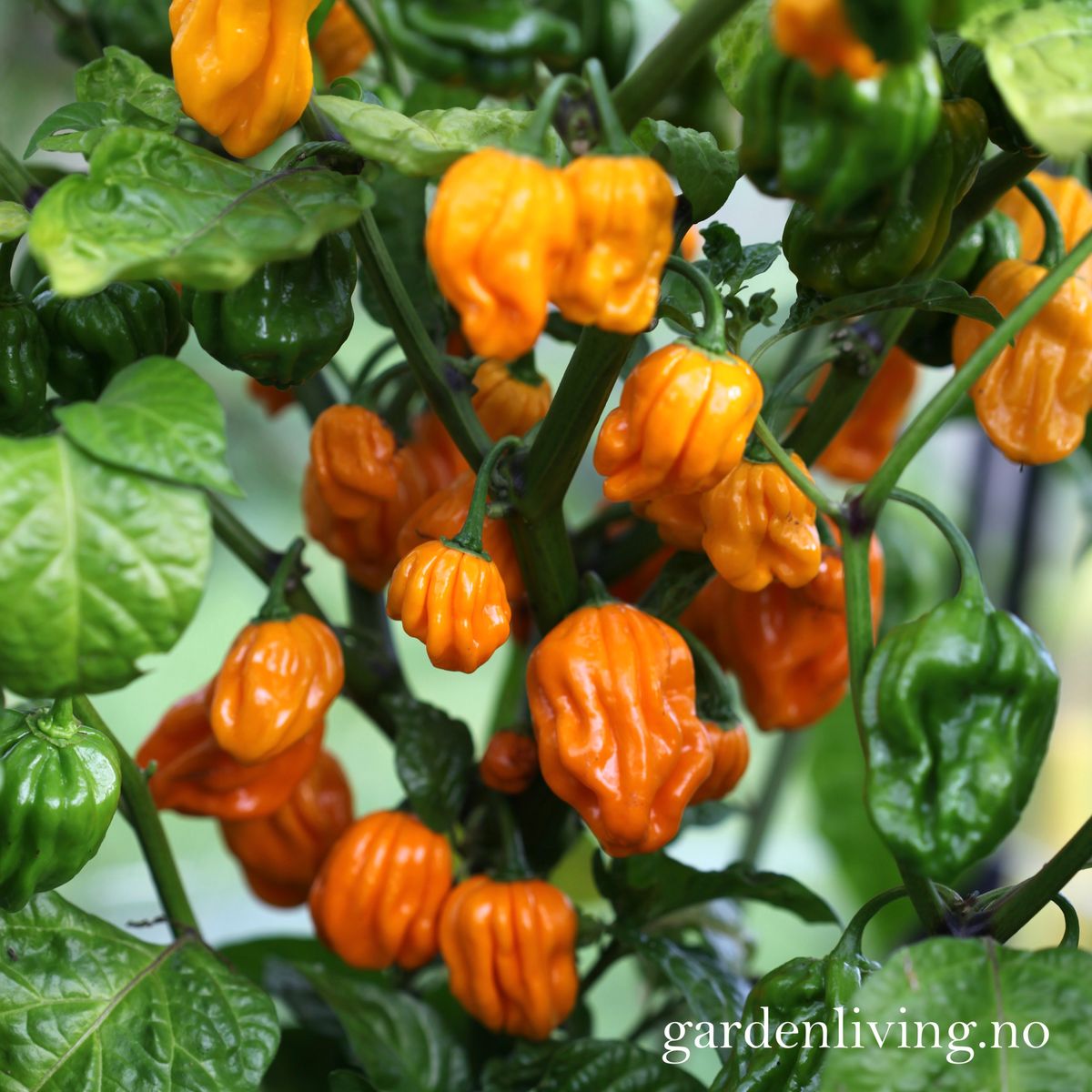 Chilipepper 'NuMex Suave Orange' - Capsicum chinense