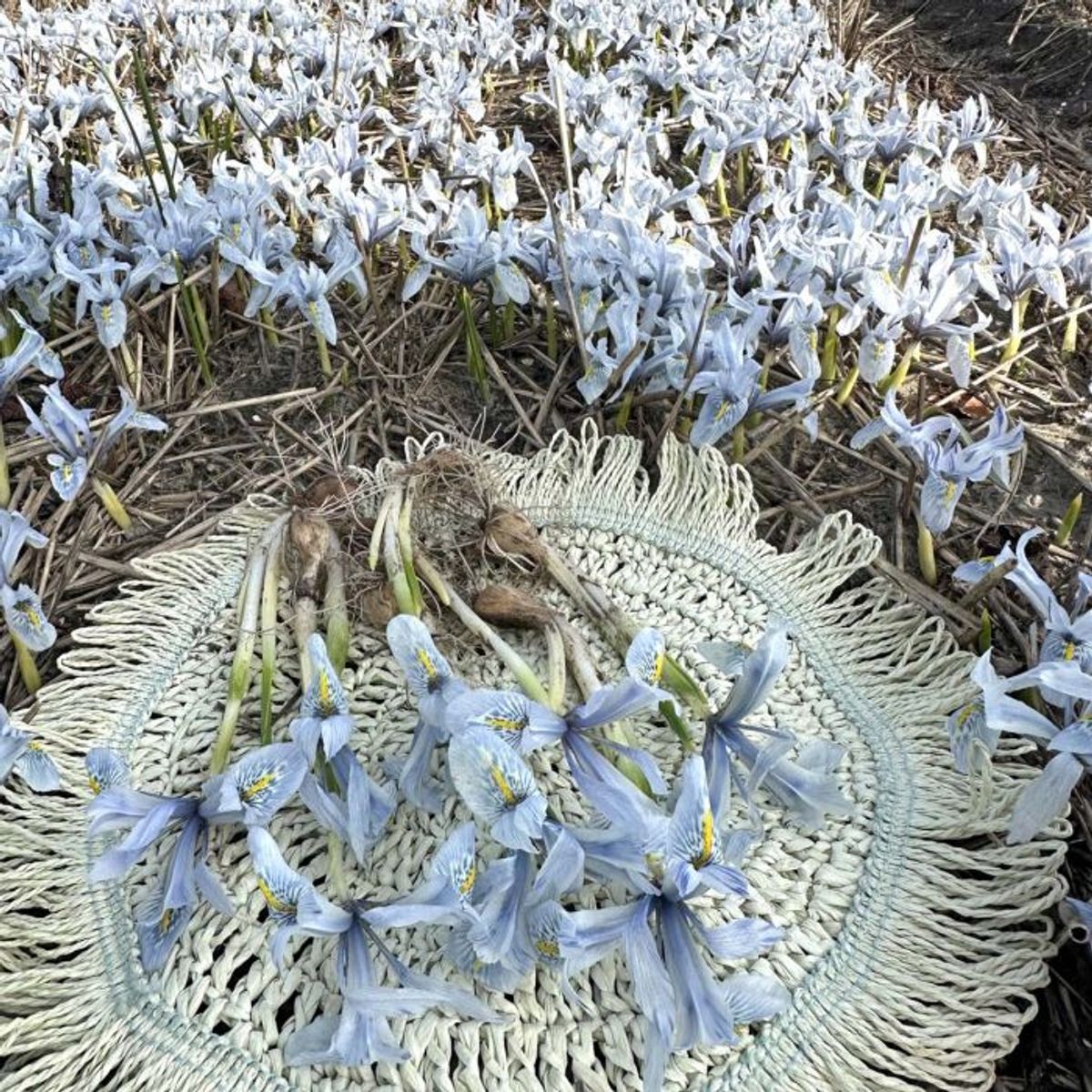 Våriris 'Katharine Hodgkin’ - Iris - 10 stk