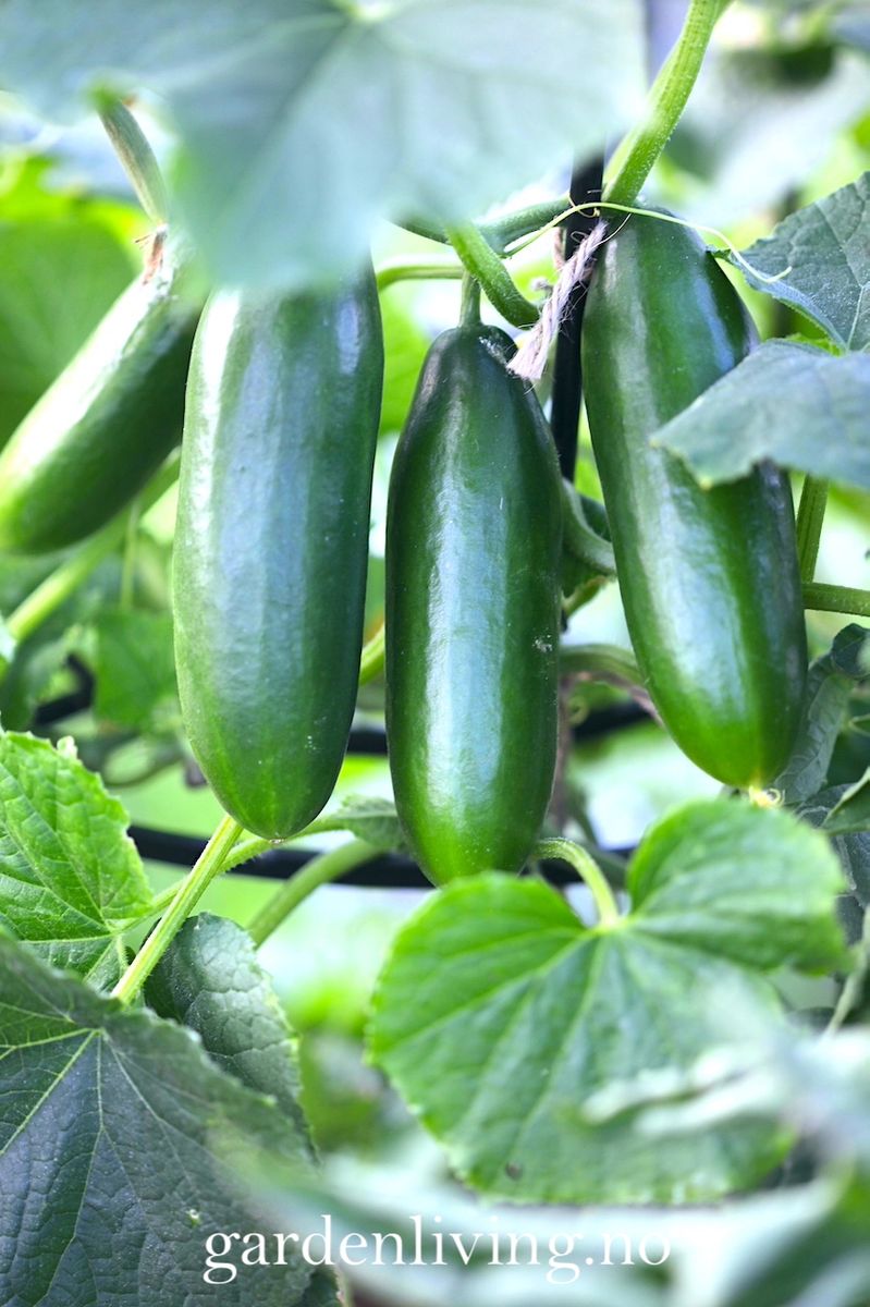 Slangeagurk 'Mini Munch' F1 mini - Cucumis sativus