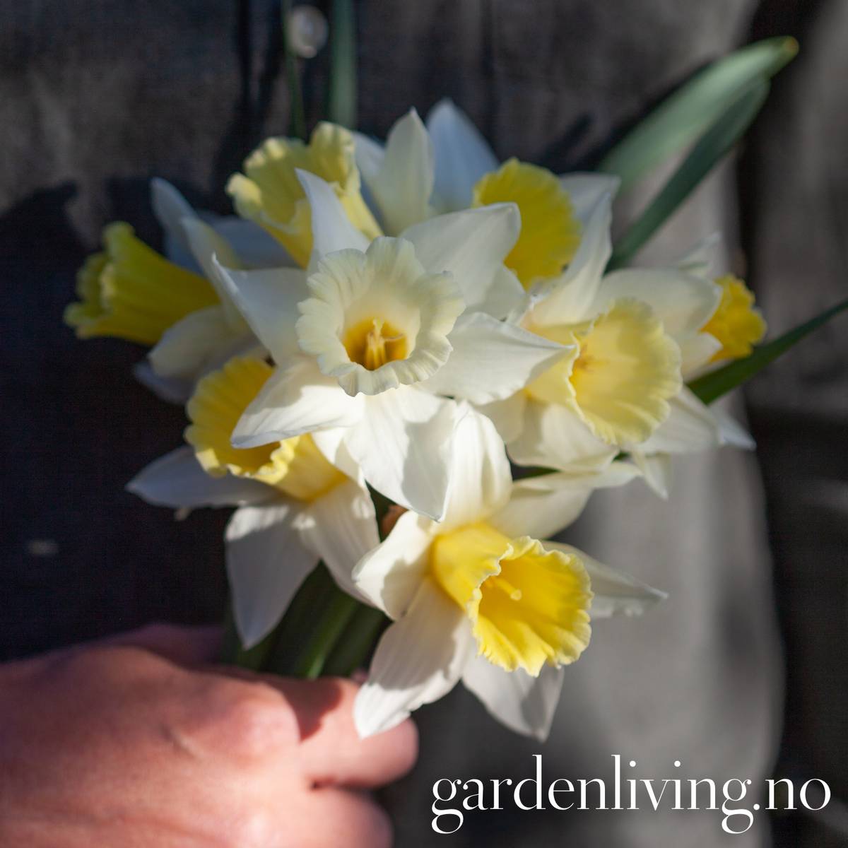 Påskelilje 'Mount Hood' - Narcissus - 5 stk