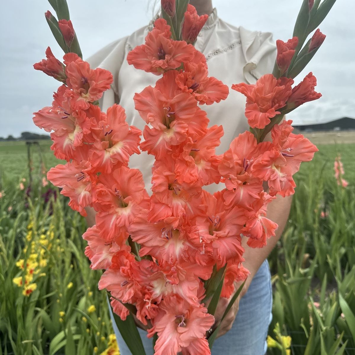 Gladiol 'Ted's Frizzle' - Gladiolus, 10 stk.