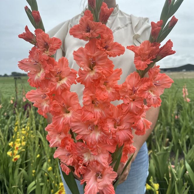 Hovedbilde Gladiol 'Ted's Frizzle' - Gladiolus, 10 stk.
