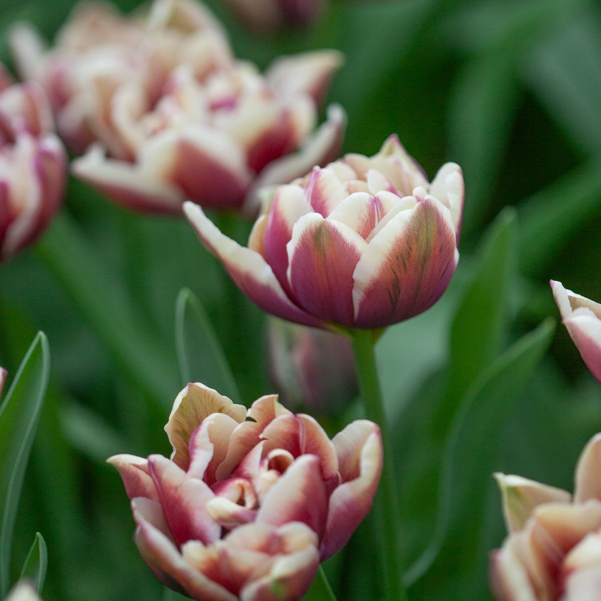 Tulipan 'Wyndham', Sen dobbel' - 7 stk