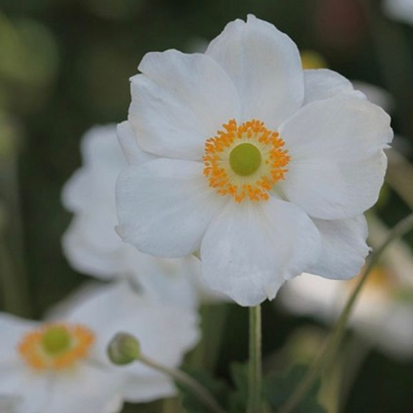 Hovedbilde Høstsymre 'Andrea Atkinson' - Anemone 