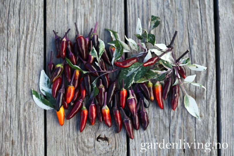 Chilipepper 'Calico' - Capsicum annuum