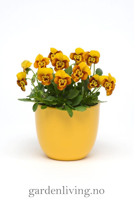 Stemorsblomst 'Sorbet Honeybee', småbl.  - Viola x williamsii