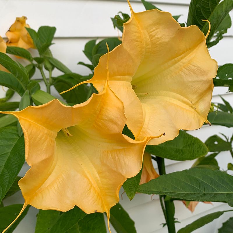 Gul engletrompet - Brugmansia suaveolens
