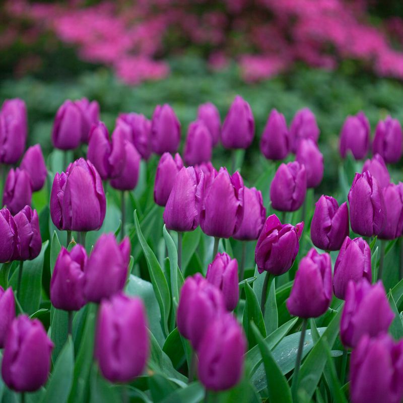 Tulipan 'Purple Prince', Sen enkel - 7 stk