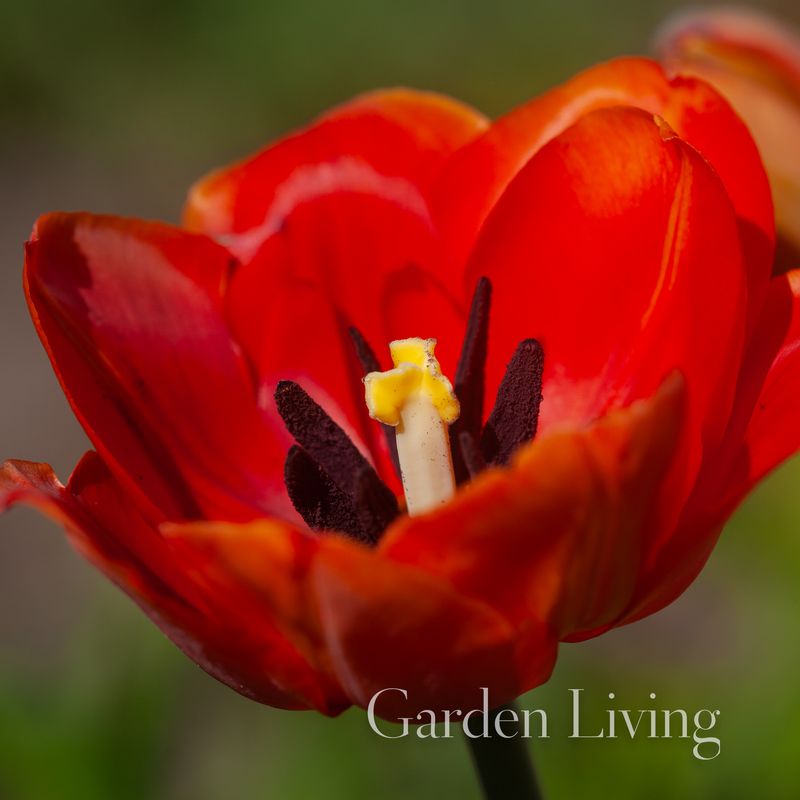 Historisk Tulipan 'Simon Bolivar - Tulipa - 1 stk 