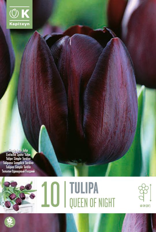 Tulipan 'Queen of Night', sen enkel - 10 stk