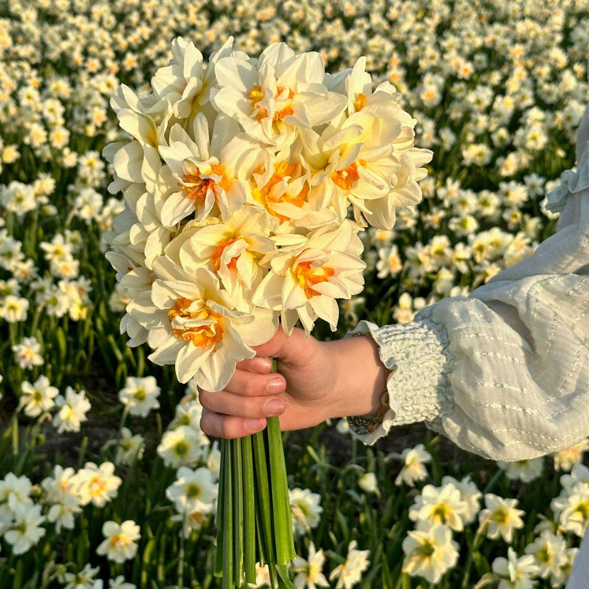 Påskelilje 'Flowerdrift’ - 10 stk