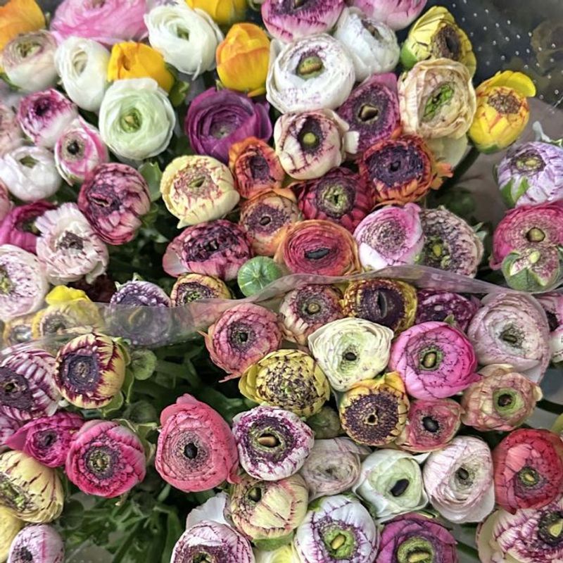 Ranunkel 'Elegance® Pastello Striato mix' - Ranunculus, 7 stk.